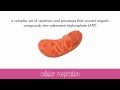 Exploring Cellular Respiration and Its Equation