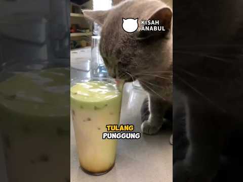 Kucing Pembuat Konten Tutorial Memasak #kucing #cat