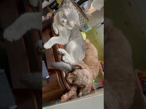 Kệ nhắm mắt yêu luôn🤪 #linhmientay #cat #xuhướng #pets #thucung