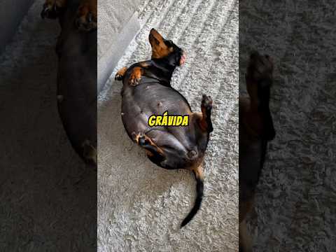 Como saber se a cachorra está GRÁVIDA?
