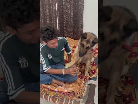 Goli ne darru peeli #viralvideo #shortvideo #trending #ytshorts #dog #dogshorts #funny #prank #puppy