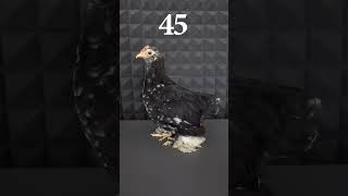 Paçalı Civcivin 75 Günlük Gelişimi #shorts
