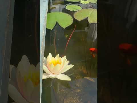 Nymphaea 'Sioux' 