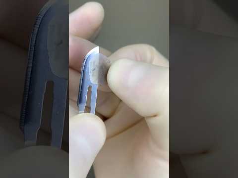 Convirtiendo la obsidiana en bisturís quirúrgicos #datoscuriosos #cirugía #cirujana #veterinaria
