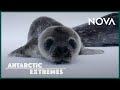 Weddell Seals and Their Environment