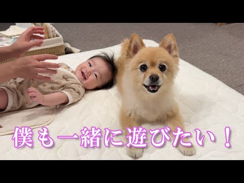 赤ちゃんと一緒に「きゅうり体操」を楽しむポメラニアンが可愛過ぎました…笑