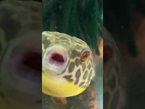 Spotted Congo Puffer Showing Off Teeth Spotted Congo Puffer #shorts