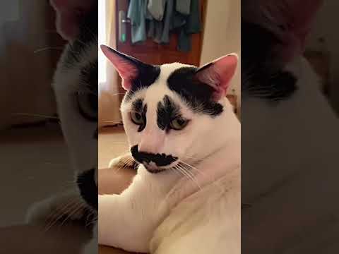 Xấu còn khó ở #cat #catmemes #catlovers #viral #viralvideo
