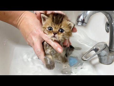 First bath for adopted kitten Kiki, who lost her mother cat