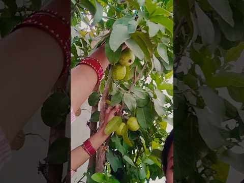पक गये मेरे पेड़ के अमरूद🍐#viral#shorts #shortvideos #amrud