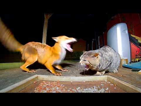 Gatos Furiosos vs. Animais Selvagens Flagrados pelas Câmeras