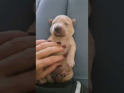 Cute Golden Retriver Puppy 4 days old