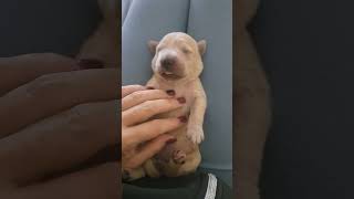 Cute Golden Retriver Puppy 4 days old