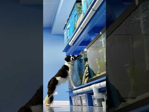 do dogs like fish? I found this old clip of Banana the female border collie visiting a fish room! She is so cute ^_^

 