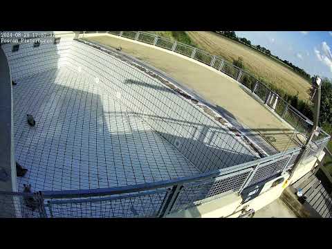 Seals live (4K) @ Seal Rehabilitation and Research Centre (Pieterburen, The Netherlands)