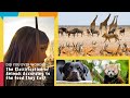 Animal Diet Classification
