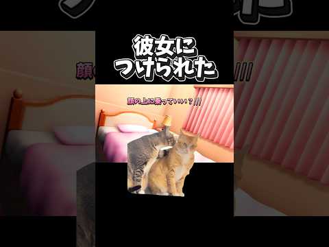 【猫ミーム】彼女につけられた