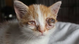 Removing A Giant Foxtail Inside Orange Kitten's Eye (Part 132)