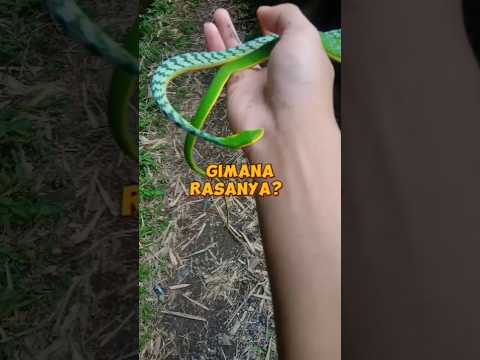 RASANYA DIGIGIT ULAR!! 🐊😱 #hewanunik #snake #informasihewan #pengetahuanhewan #ular #fakta