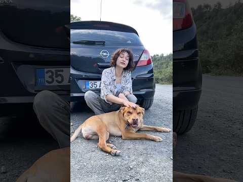 Renk Değiştiren Köpek Komik Shorts Videosu #shorst