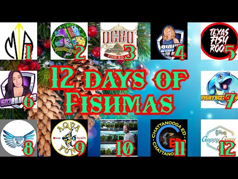 The 12th Day of Fishmas with GuppyGuru Merry Christmas everyone hope you all have a great day and a happy New Year! #fishmas #fishmas2021 #