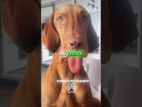 Le 3 Razze di Cani Più Veloci al Mondo! 🐕💨