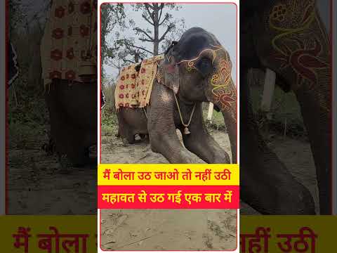 मैं बोला उठ जाओ तो नहीं उठी महावत से एक बार में ही #viralhathi #shorts #youtubeshorts #viralvideo