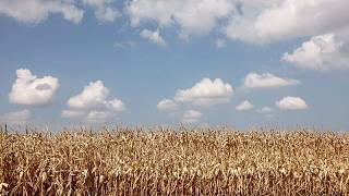 YouTube video thumbnail: Alsace Farmers Turn to Pulses to Cope With Drought