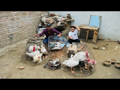 Mini zoo khatam kr deya 🥺 || sary pets ko mini zoo se ly gaye hmm 😭 || Ali bht sad ho gaya