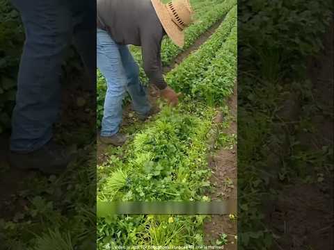 চীনে কিভাবে ধনেপাতা চাষ করা হয় 😱 #short