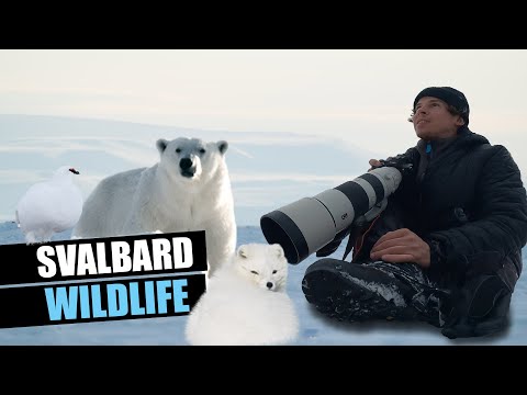 Ľadové medvede a wildlife na Svalbarde