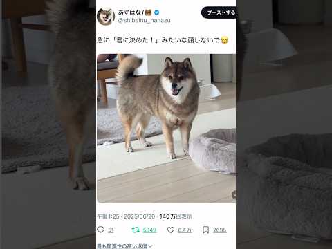 柴犬が見せるかわいい突然の笑顔の秘密 サムネイル