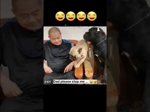 Очень злой пёс 😂 #shortvideo #шортсы#смешныевидео#сабака#тренды#шортс