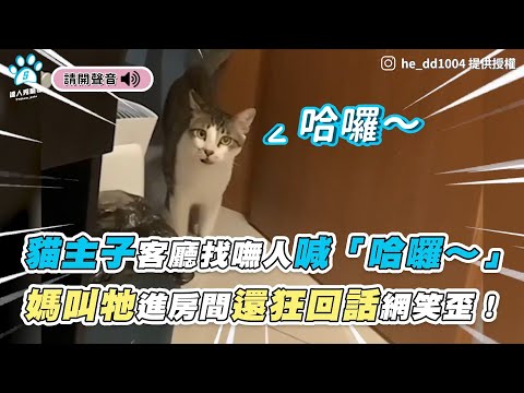 【貓主子客廳找嘸人喊「哈囉～」 媽叫牠進房間還狂回話網笑歪！】｜IG / he_dd1004