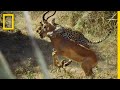 Pula's Journey in the Forest