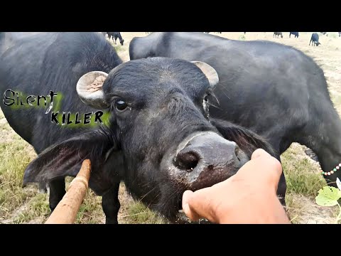 Biggest Buffalo Funny Video