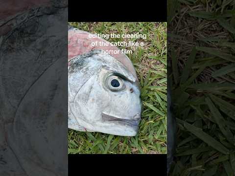 RARE African Pompano caught offshore!!! #fishing
