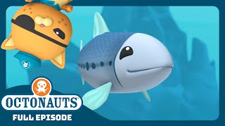 @Octonauts -  🐟 The Lost Sardine School 🏫 | Season 1 | Full Episode | Cartoons for Kids