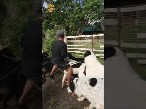 Pack Walk Series - "Hindi Mahuli Ang Aso" #dogbehavior