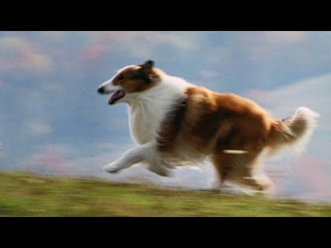 Lassie (1994) ORIGINAL TRAILER [HQ]