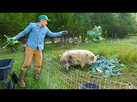 Day on a Small Romantic Farm