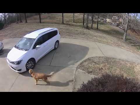 Delivery Driver's Awkward Moment With Golden Retriever