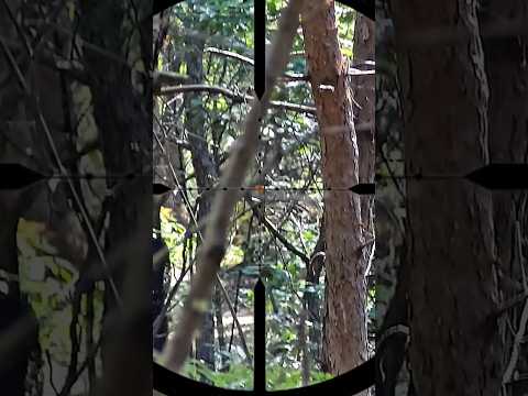 감성영역이라고 생각합니다 에어소프트 스나이퍼 플레이 @SilverbackAirsoft SRS A2 사용 #에어소프트게임 #스나