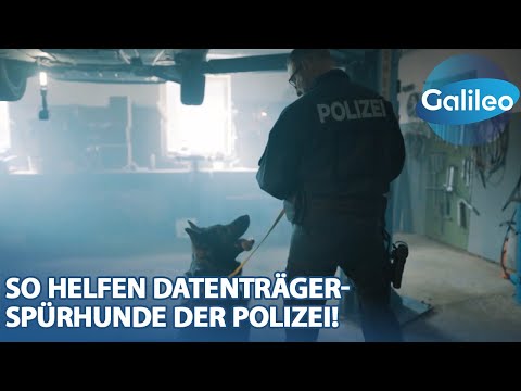 Betrug, Diebstahl, Stalking: So helfen Datenträger-Spürhunde der Polizei!