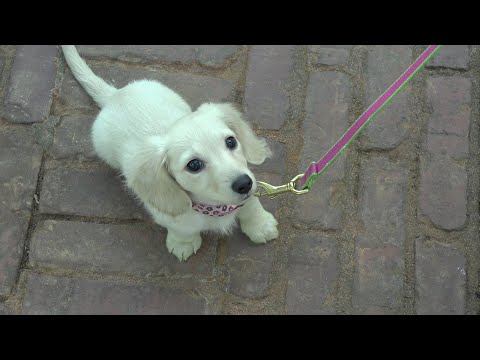 How a Tiny Pup is Making a Huge Difference | SGTV News 4