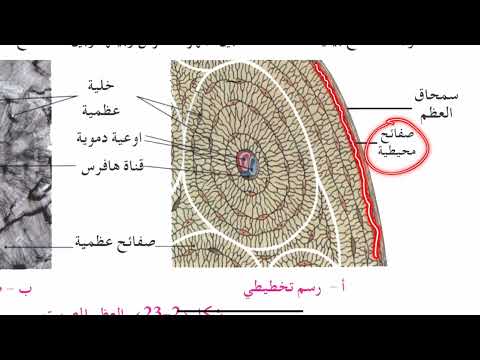 تعليم رسم | خطوات رسم العظم المصمت.