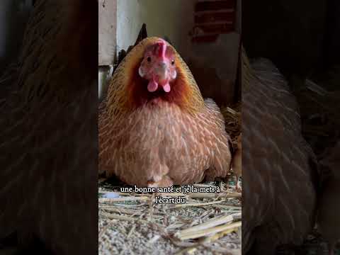 Maman poule 🐓🐣