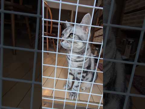 猫の動画サムネイル - アメショーのラッテ #アメショー #アメリカンショートヘア #猫との暮らし #猫と暮らす家