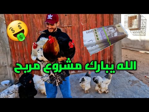 مشروع مربح 🤑 اضخم دجاج في عالم يزن الى k10