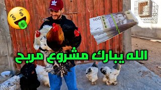 مشروع مربح 🤑 اضخم دجاج في عالم يزن الى k10